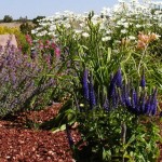 xeriscapesample2