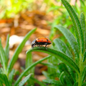 Although native to the Mediterranean, rosemary is a fragrant drought-tolerant herb popular in the Southwest.